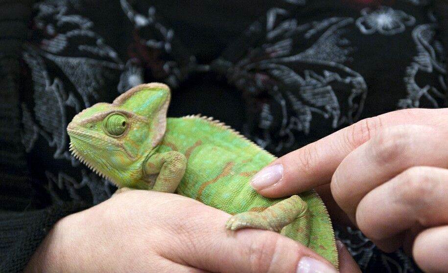 Moniek met een kameleon