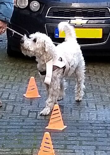 Foto van Kees