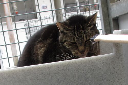 Foto van Mickey