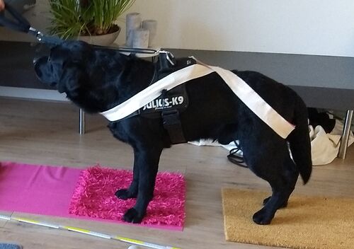 Foto van Toby